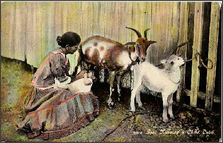 /images/imgs/america/cuba/cuba-0008.jpg - Goat Nursing a Child