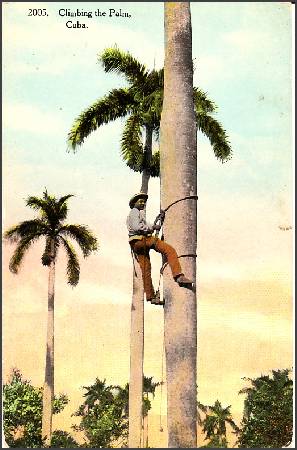 /images/imgs/america/cuba/cuba-0015.jpg - Climbing a Coconut Tree