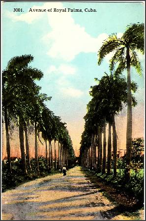 /images/imgs/america/cuba/cuba-0017.jpg - Avenue with Royal Palms