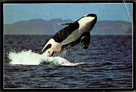 /images/imgs/america/united-states/alaska/alaska-0003.jpg - Killer Whales