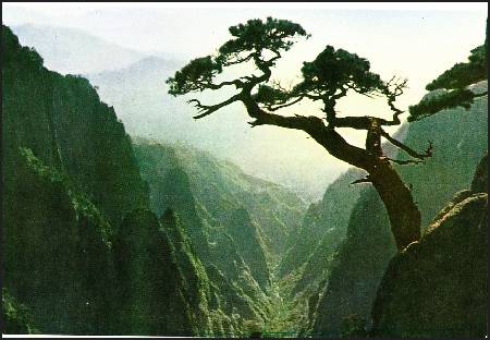 /images/imgs/asia/china/huangshan-0003.jpg - Rugged Pines