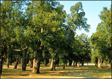 /images/imgs/asia/china/temple-of-heaven-0002.jpg - Pinewood in the Temple of Heaven