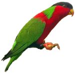 Kadavu Musk Parrot